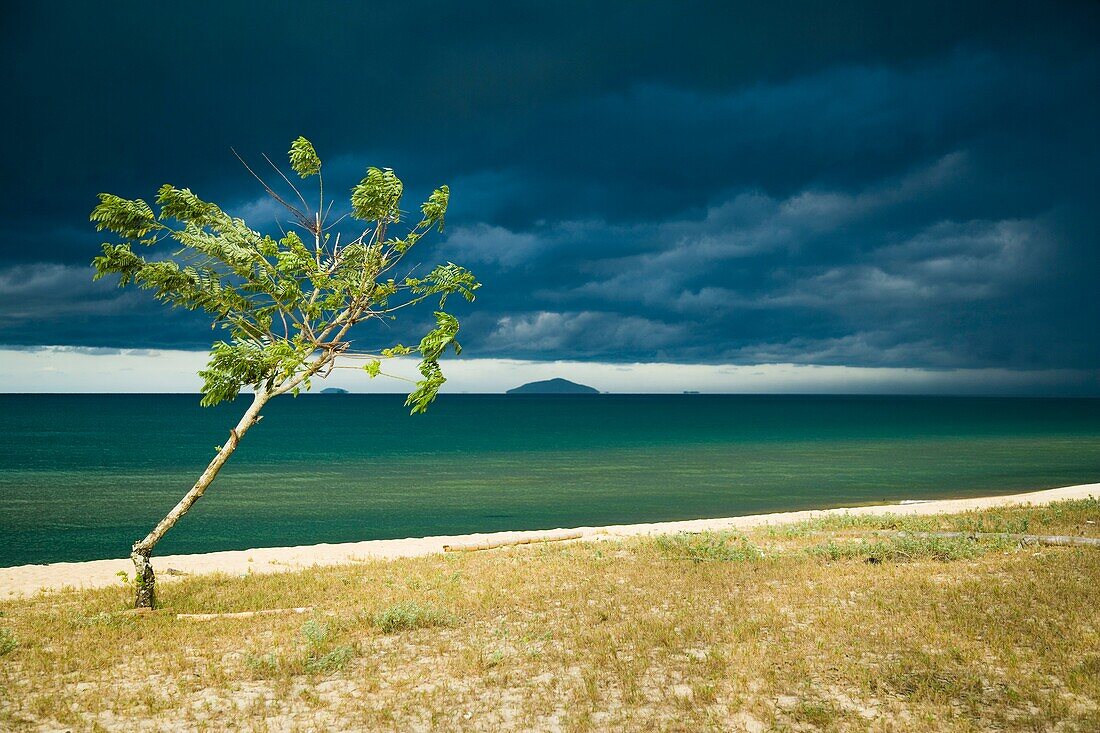 Windgefegter Baum am Südchinesischen Meer