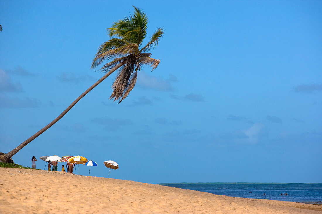 Palm Tree On Beach,Praia Do Forte, Bahia,Brazil