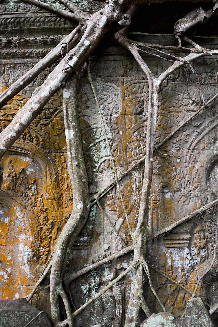 Überwachsener Tempel von Ta Prohm, Angkor, Siem Reap, Kambodscha