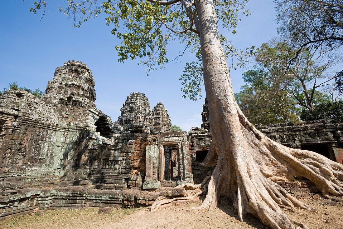 Prasat Ta Som-Tempel und großer Baum, Angkor, Siem Reap, Kambodscha