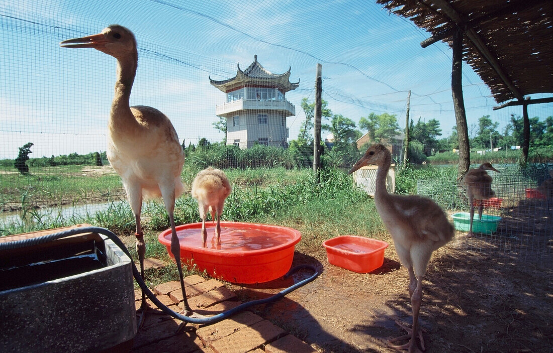 Projekt zur Erhaltung des Rotkronenkranichs, Jiangsu, China