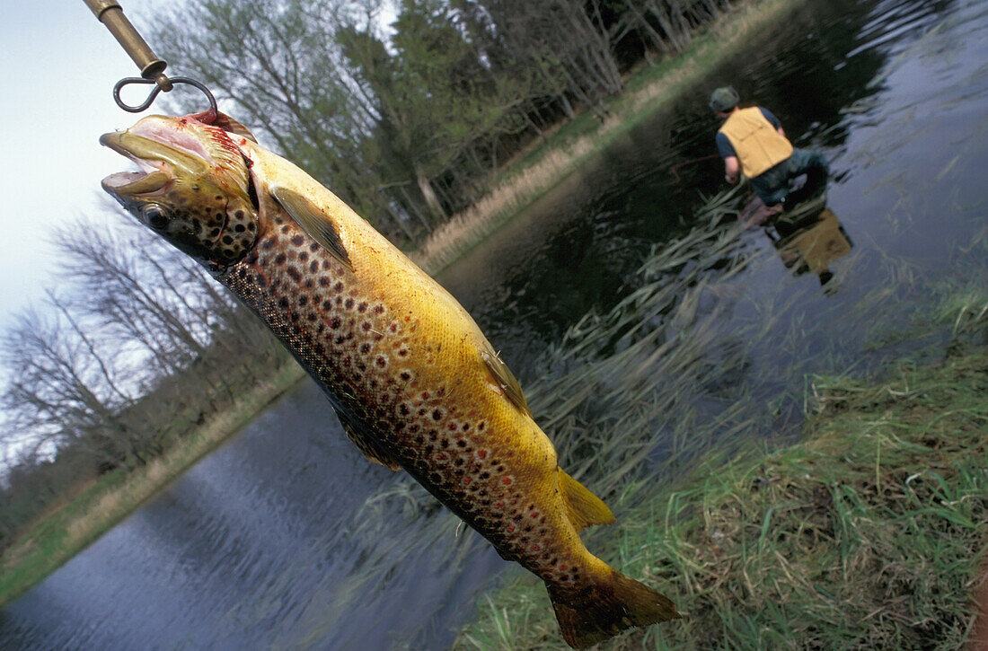 Fishing For Wild Brown Trout