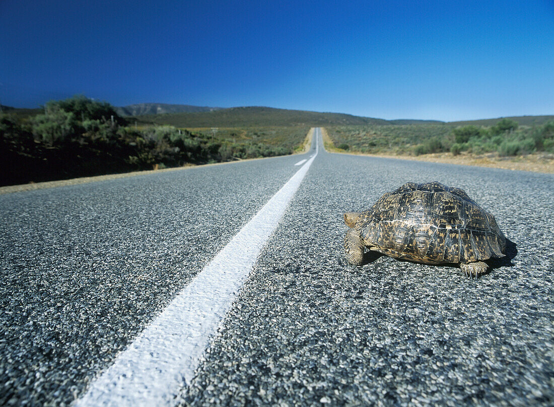 Schildkröte überquert Straße in der Kleinen Karoo in der Nähe von Barrydale, Westkap, Südafrika.