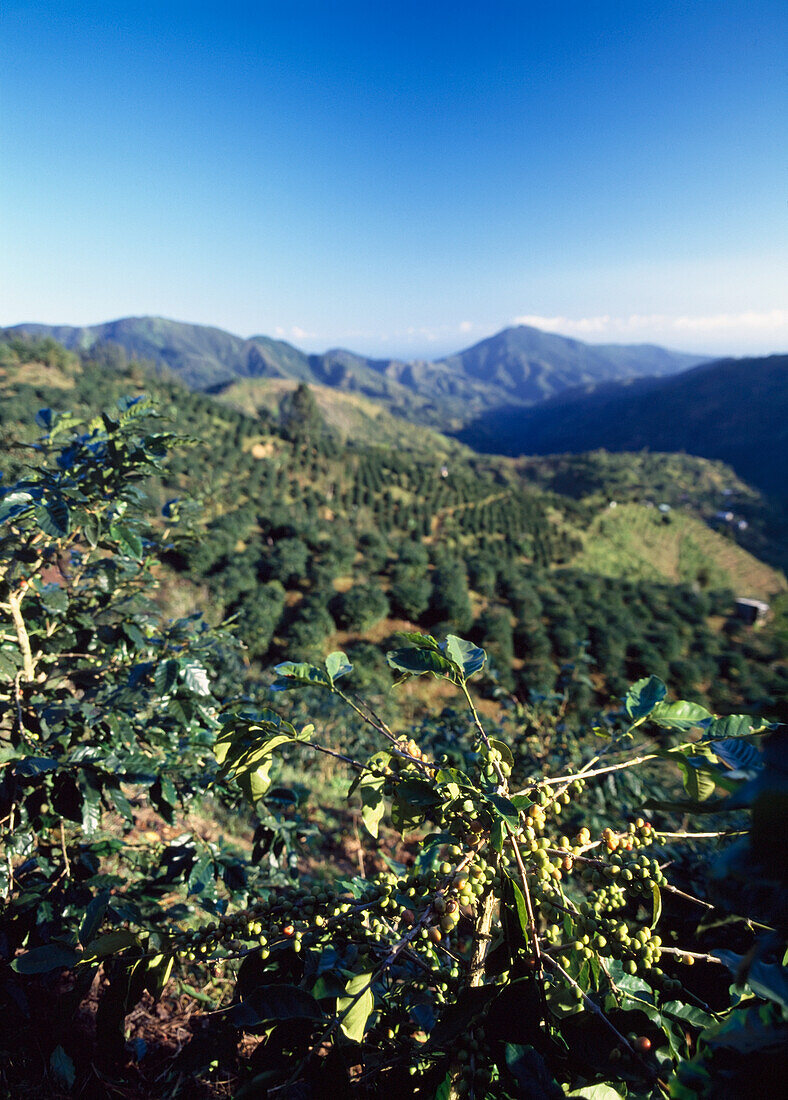 Blick durch die Kaffeesträucher auf Alec Twymans Blue Mountain Coffee Estate, Jamaika.