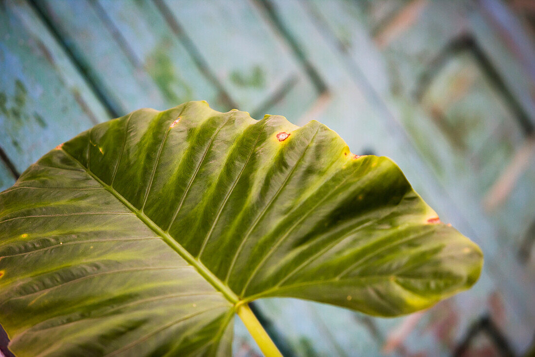 Leaf By Wooden Building, Luang Prabang,Northern Laos