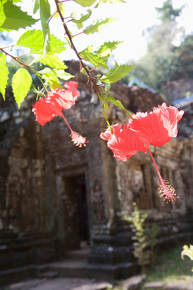 Blumen bei den Ruinen des Wat Phu Champasa, Provinz Savannakhet, Südlaos