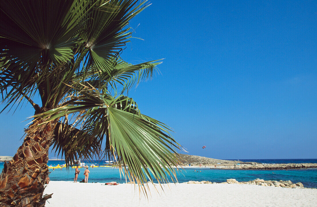 Palm Tree,Beach,Nissi Bay,Cyprus