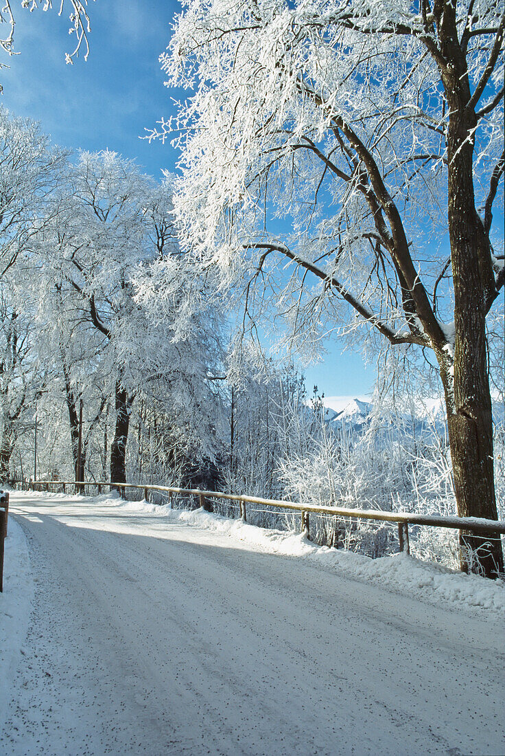 Road With Trees And Snow Near Fussen,Bavaria,Germany.