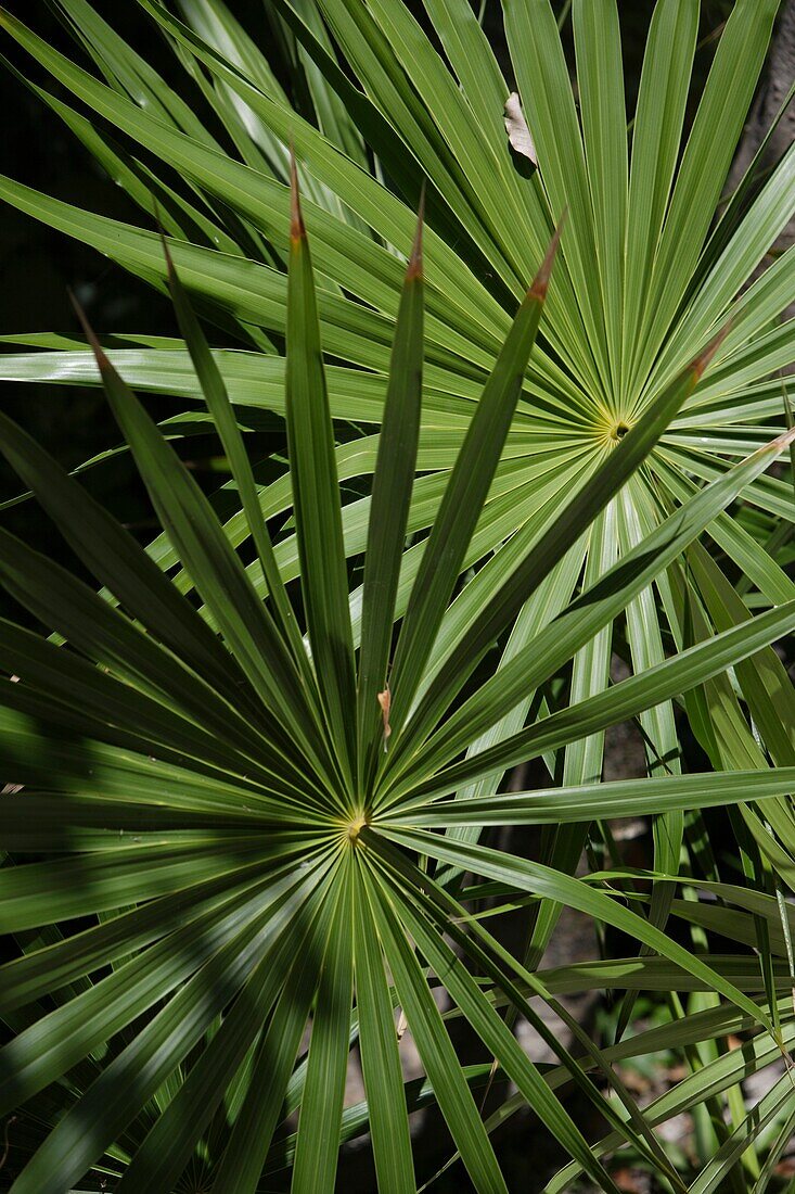 Tropische Pflanzen, Nahaufnahme, Riviera Maya, Yucatan-Halbinsel, Bundesstaat Quintana Roo, Mexiko