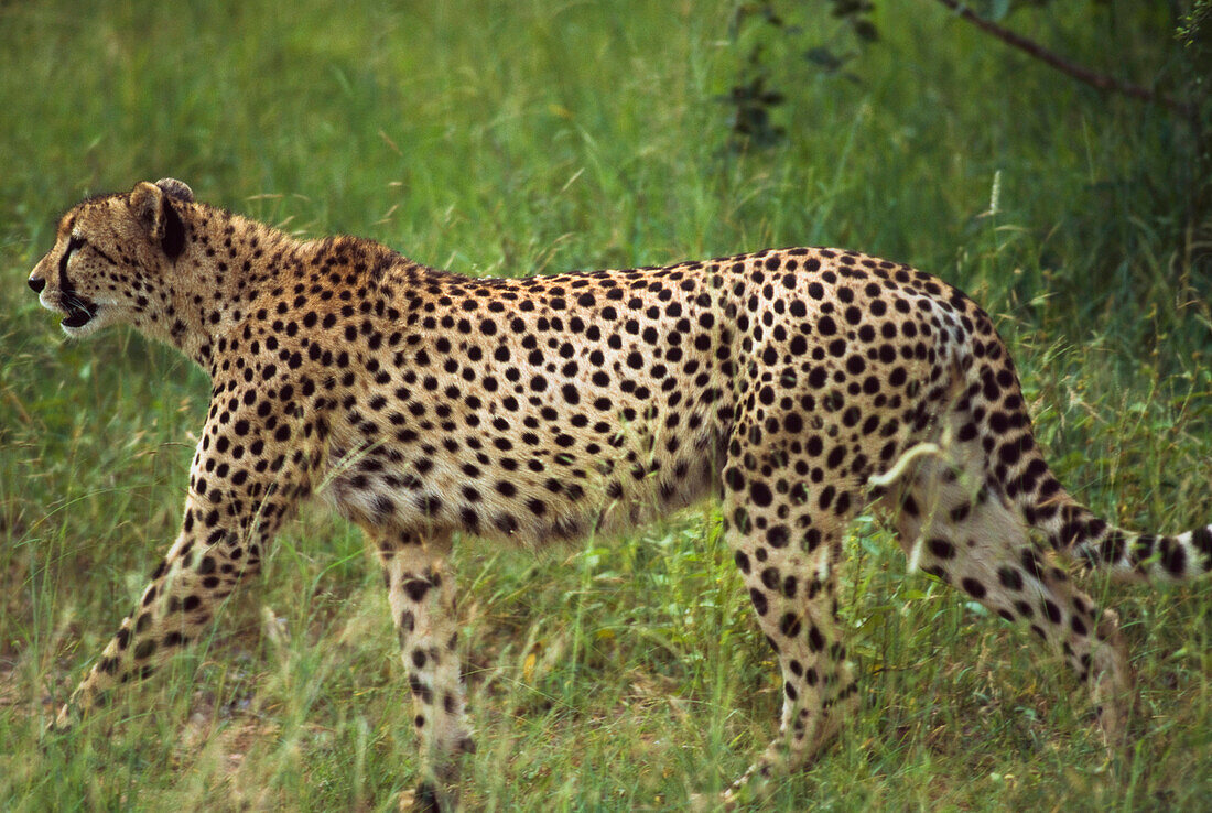 Cheetah Stalking. Sabi Sands,South Africa.