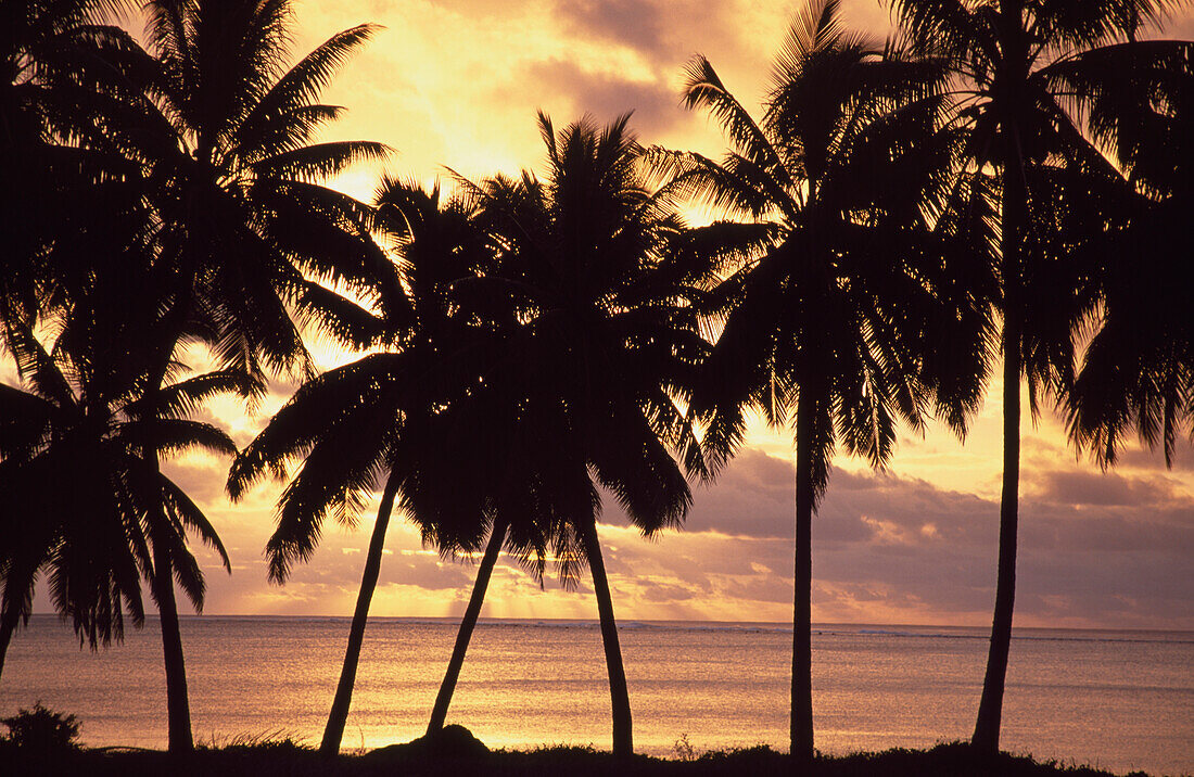 Sonnenuntergang (Palmen in Silhouette), Aitutaki, Cook-Inseln.