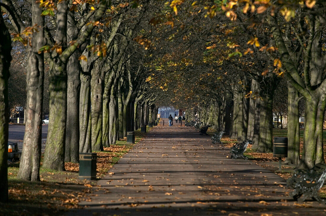 Von Bäumen gesäumter Weg im Greenwich Park, London, Großbritannien