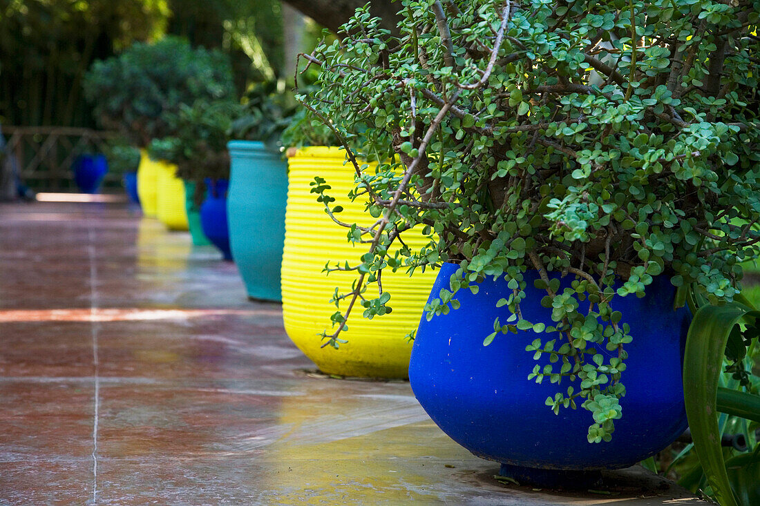 Brightly Colored Pots In Majorelle Gardens, Marrakesh,Morocco