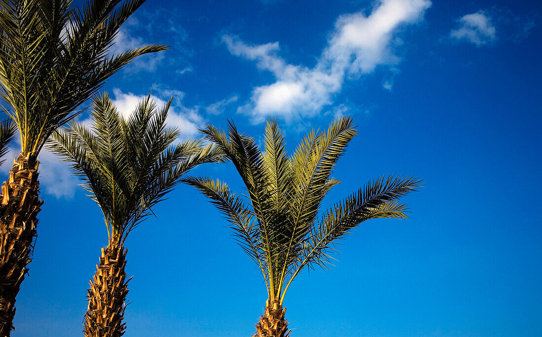 Palmen in der Mellah-Gegend, Marrakesch, Marokko