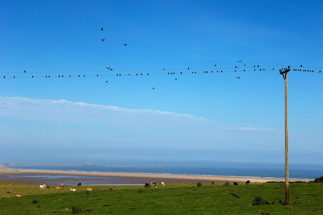 Budle Bay, Northumberland Coastline,England,Uk