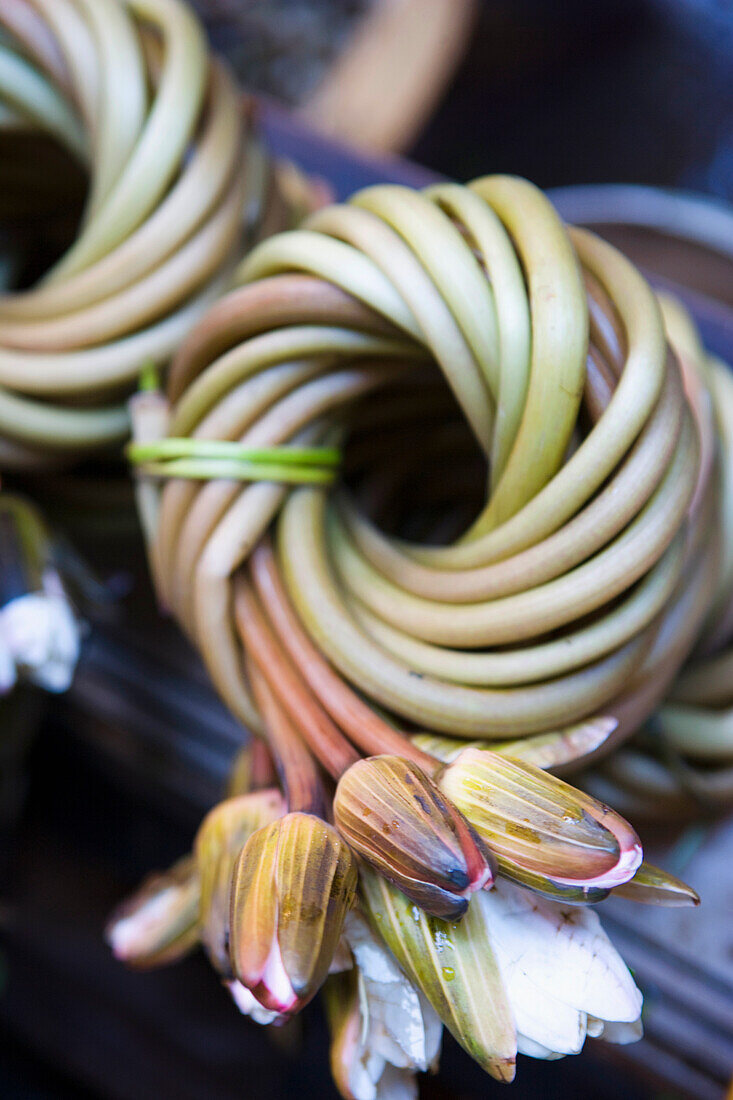 Seerosenblüten auf dem Markt in Chau Doc, Mekong Delta, Vietnam