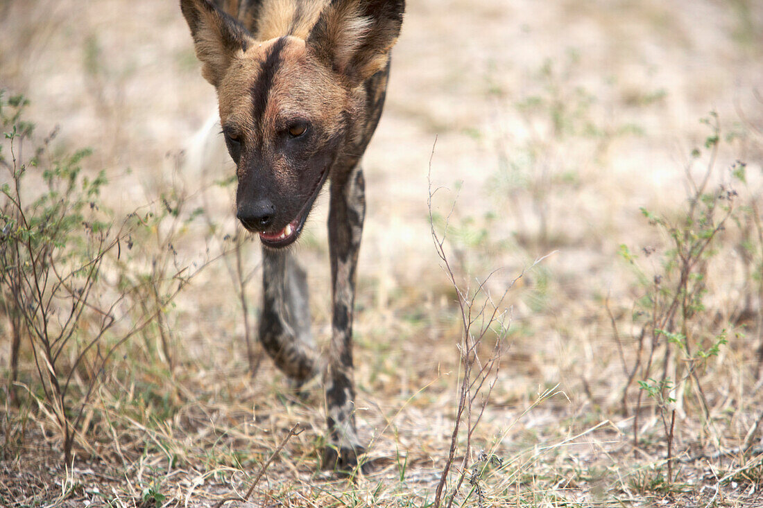 Afrikanischer Wildhund (Lycaon Pictus) beim Spazierengehen, Selous National Park, Tansania, Ostafrika