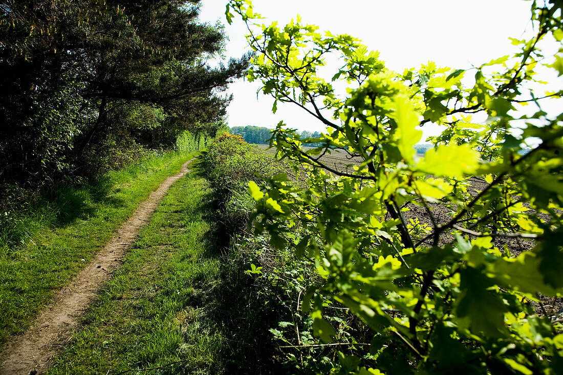 Kleiner Eichenbaum, Weybourne,Norfolk,England