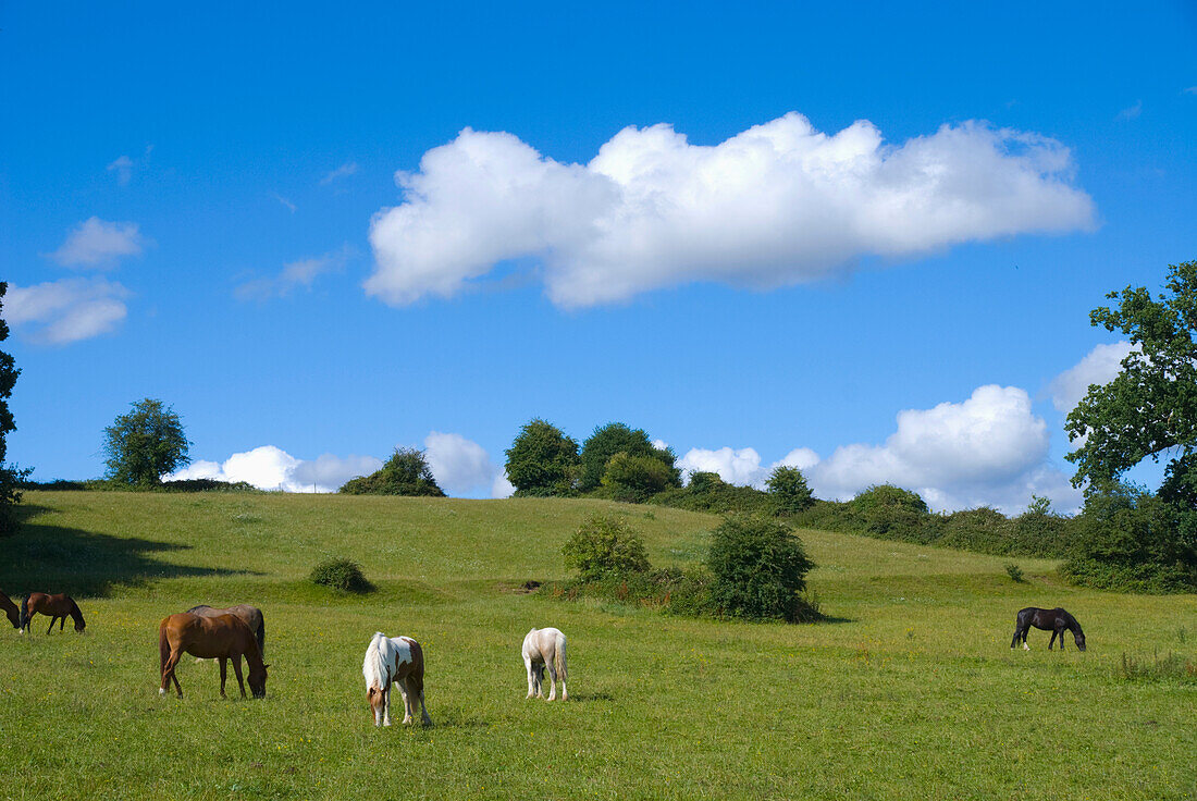 Pferde grasen auf einer Wiese, Claygate, Surrey, Großbritannien
