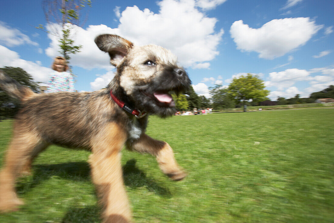 Border Terrier Welpe läuft im Park