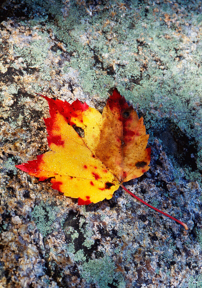 Detail Of Orange And Red Leaf