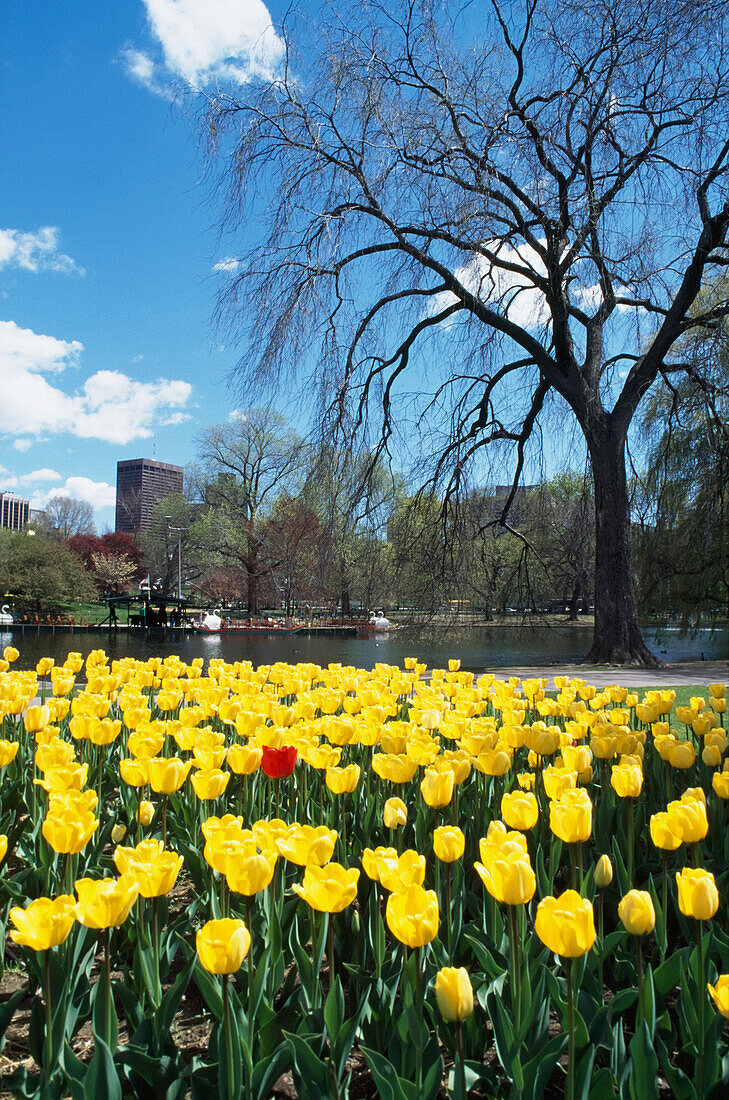 Tulips In Boston Gardens