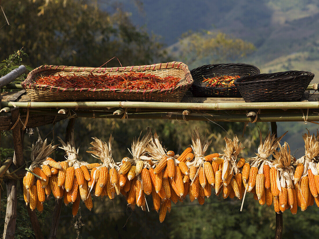 Ears Of Corn Hanging On A Rack To Dry; Tambon Mae Salong Nok, Chang Wat Chiang Rai, Thailand