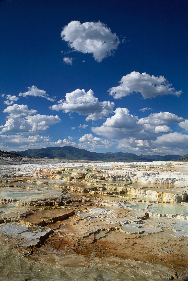 Canary Spring, Mammoth Upper Terrace