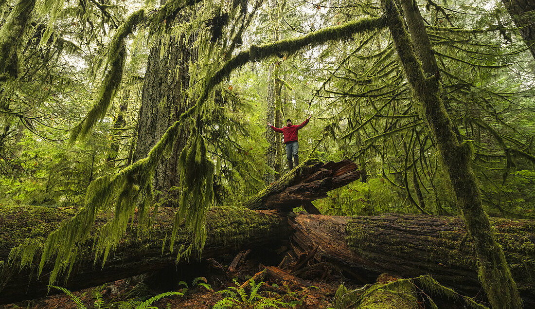 Mann steht auf einem umgestürzten Baum im alten Regenwald von Cathedral Grove, Macmillan Provincial Park, Vancouver Island; Port Alberni, British Columbia, Kanada