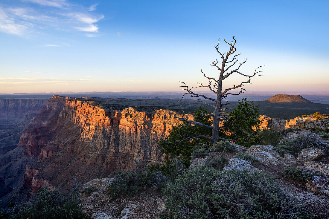 Ein erloschener Vulkan am Rande des Grand Canyon bei Sonnenuntergang und ein toter Baum im Vordergrund; Arizona, Vereinigte Staaten von Amerika.