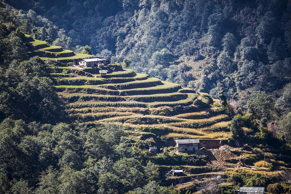 Terraced fields in the Himalayas; Nepal