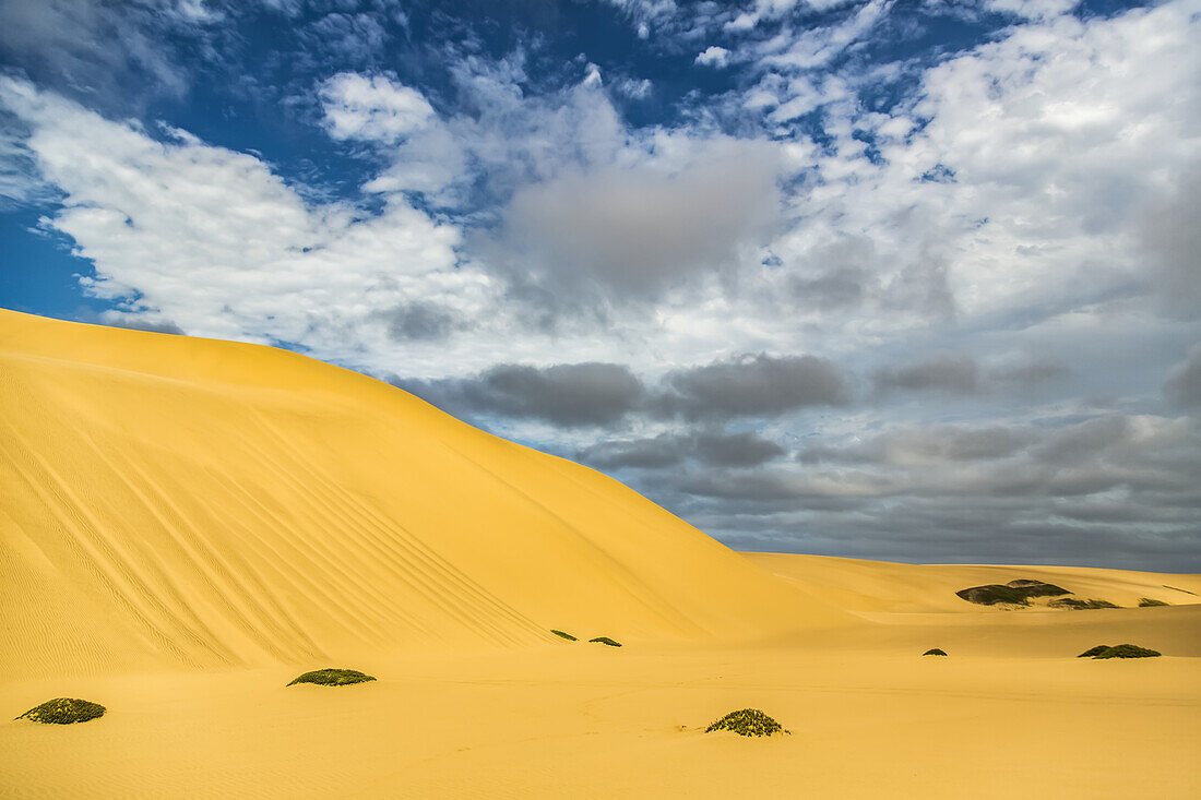 Golden sand dunes in the desert; Sossusvlei, Hardap Region, Namibia