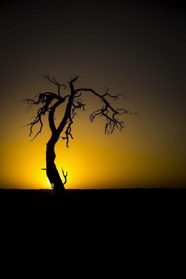 Silhouette eines blattlosen Baumes mit dem glühenden Sonnenuntergang, der hinter dem Horizont verschwindet; Sossusvlei, Hardap Region, Namibia.