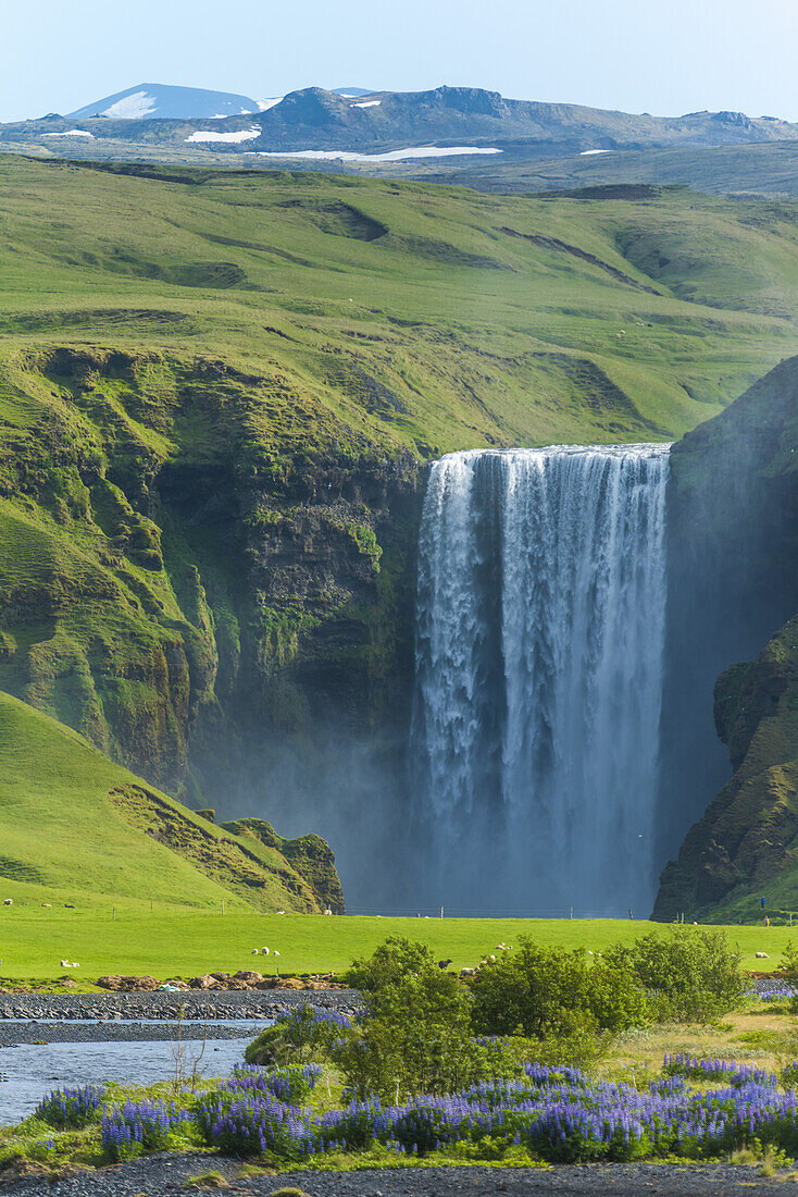 Skogafoss-Wasserfall und eine Schafherde, die auf einer Weide grasen; Skoga, Island