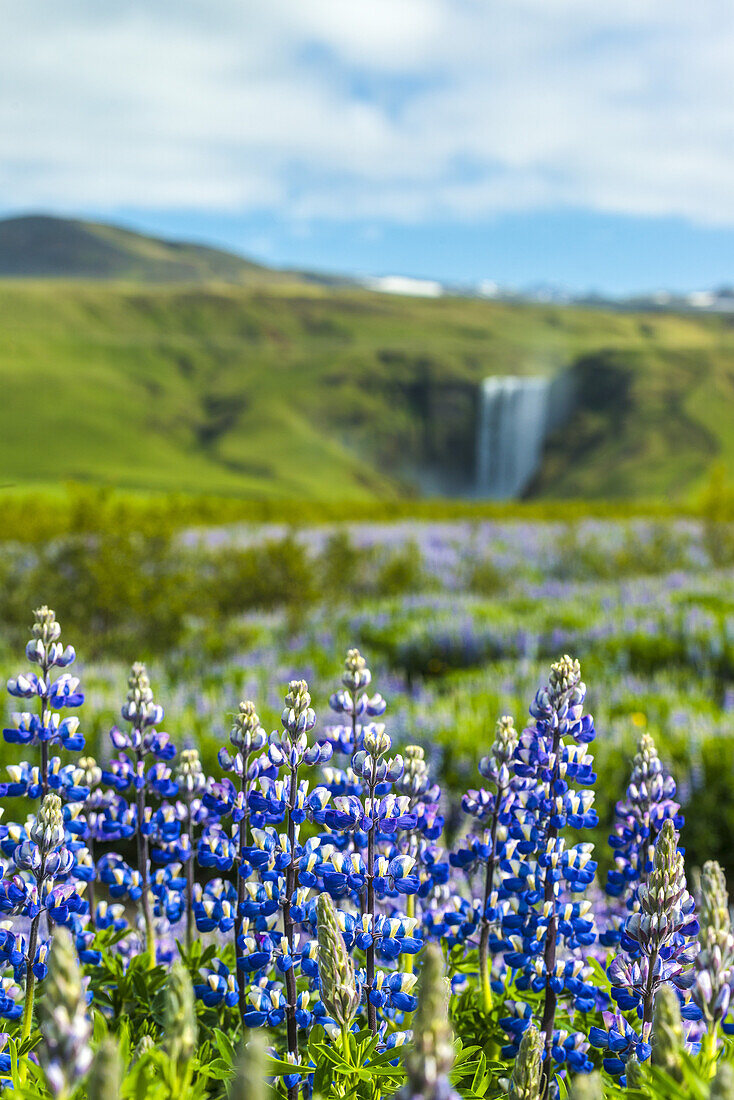 Lupins bloom in front of Skogafoss waterfall; Skoga, Iceland