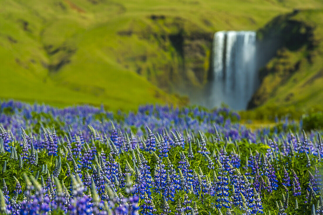 Lupinen blühen vor dem Skogafoss-Wasserfall; Skoga, Island