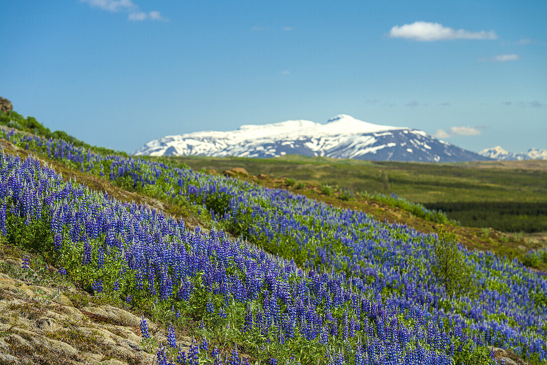 Blühende Lupinen am Berghang; Geysir, Island