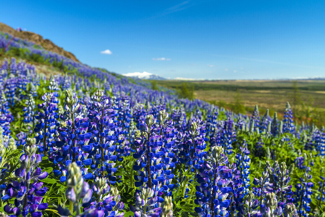 Blühende Lupinen am Berghang; Geysir, Island