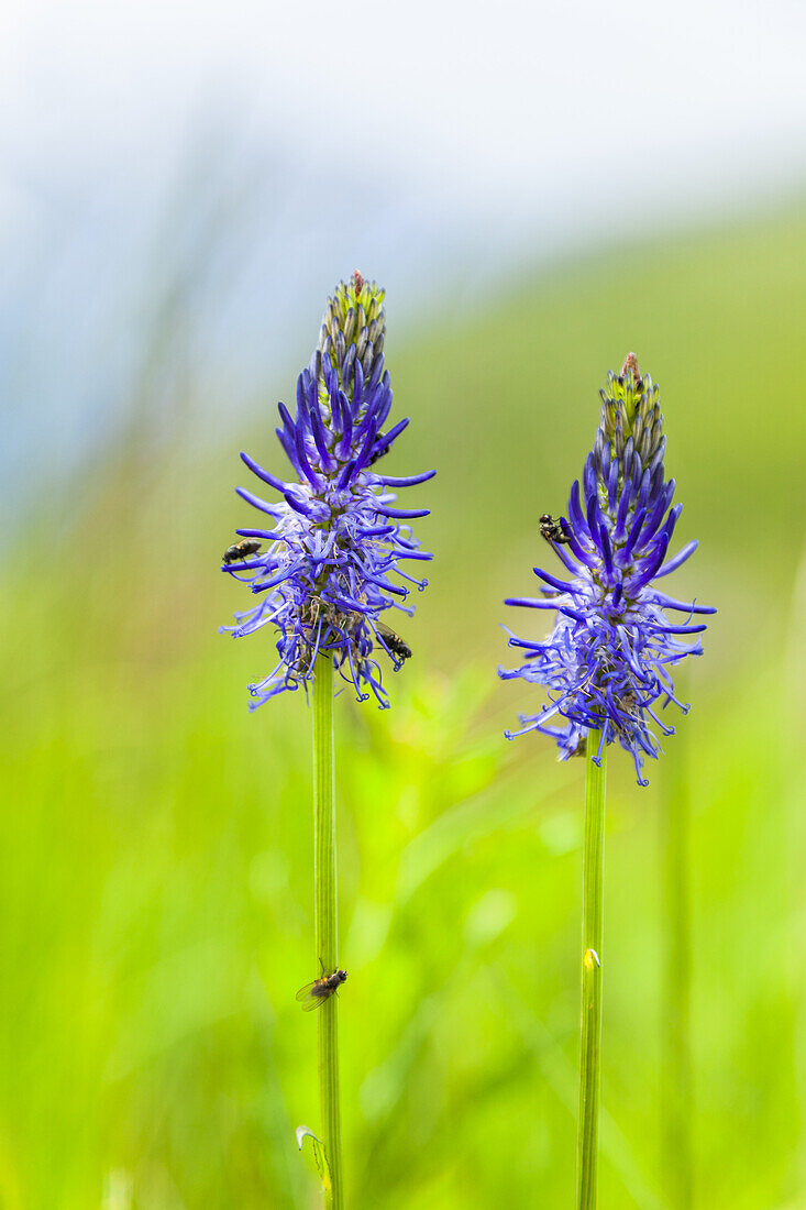 Close-up of Blue Spiked Rampion (Phyteuma) in a green field, Alps; Chamonix-Mont Blanc, France