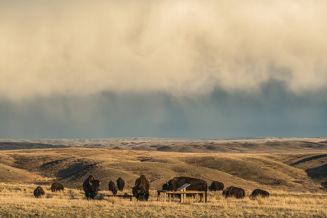 Bisons im Grasslands National Park, Saskatchewan, unter einem stürmischen Himmel; Val Marie, Saskatchewan, Kanada