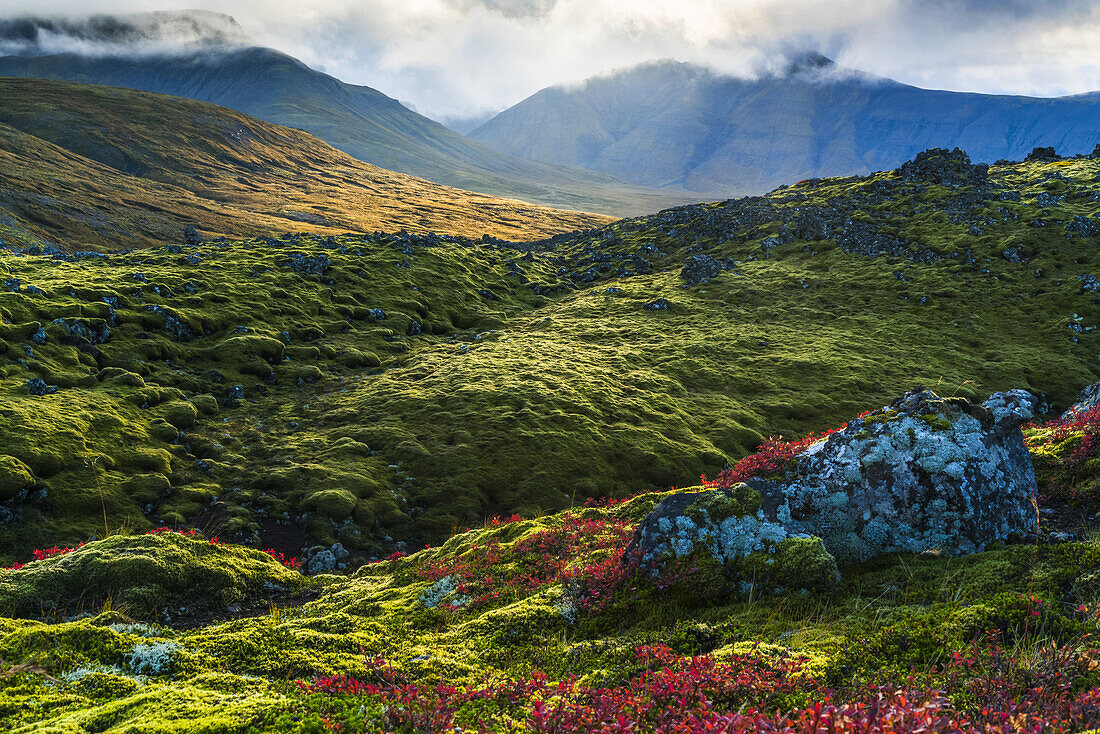 Schöne Farben auf den moosbewachsenen Lavafeldern auf der Halbinsel Snaefellsness; Island