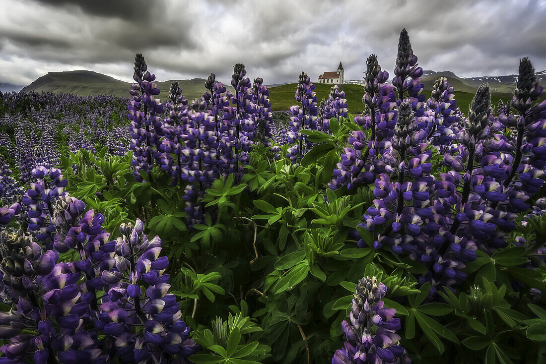 Wild lupines growing in the countryside of Iceland under dramatic skies and framing a church in the field, Snaefellsness Peninsula; Iceland