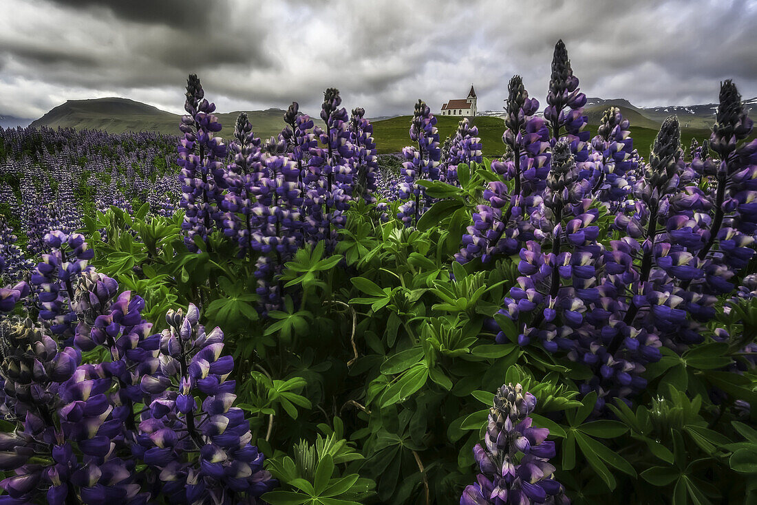 Wilde Lupinen, die in der isländischen Landschaft unter einem dramatischen Himmel wachsen und eine Kirche im Feld einrahmen, Halbinsel Snaefellsness; Island