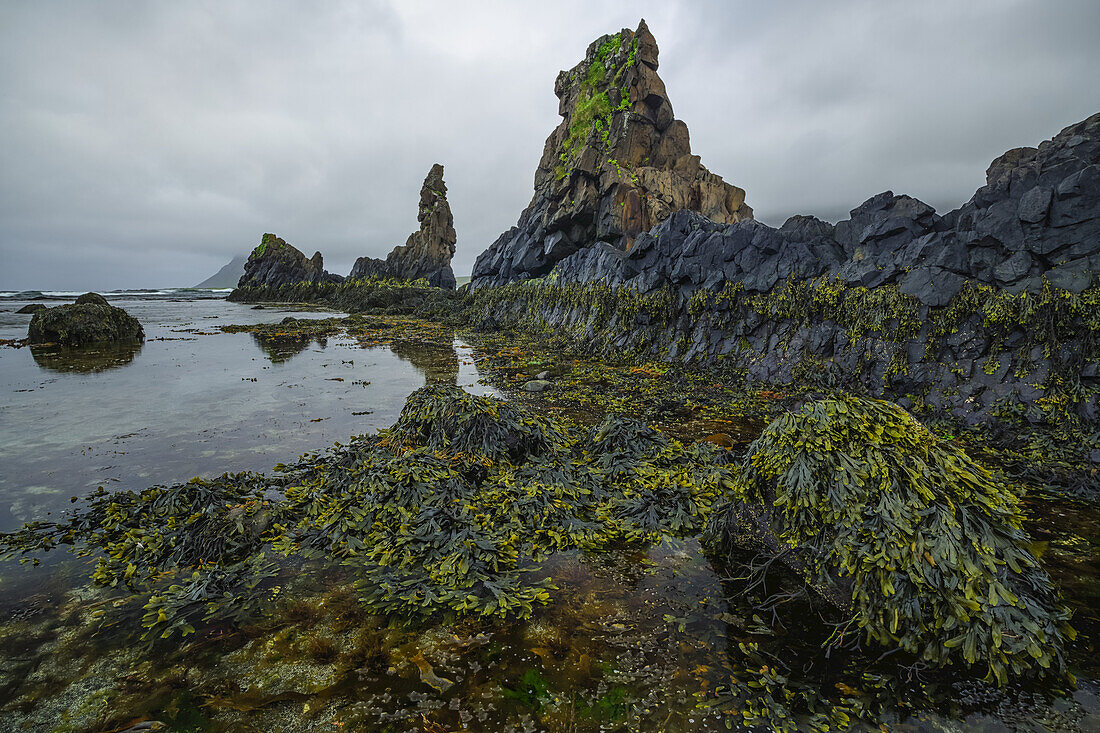 The low tide reveals a lush world of life under the water along the Strandir Coast; Djupavik, West Fjords, Iceland