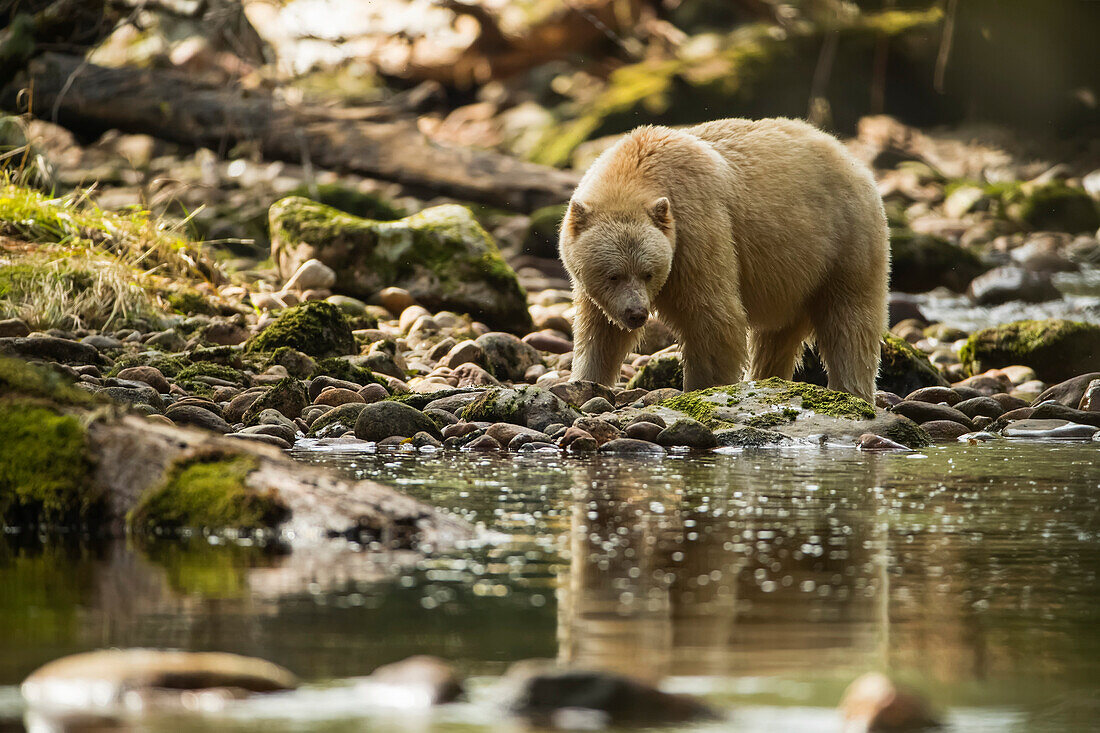 Geisterbär oder Kermodebär (Ursus americanus kermodei) beim Spaziergang am Wasser im Great Bear Rainforest; Hartley Bay, British Columbia, Kanada