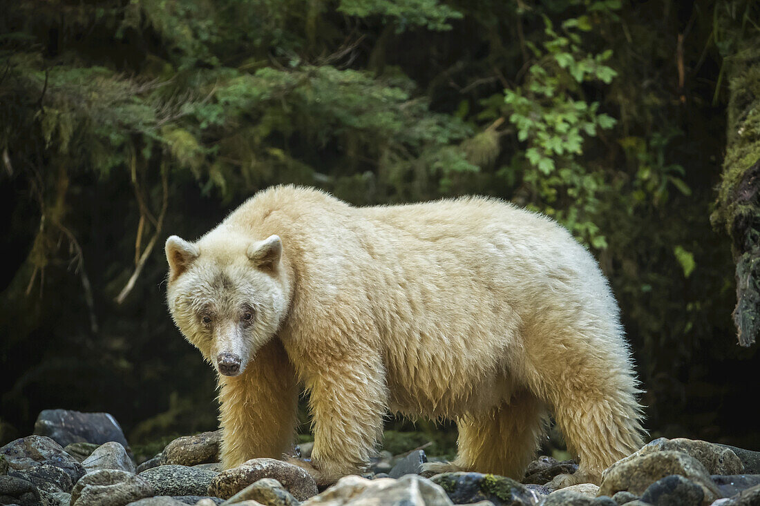 Spirit Bear, or Kermode Bear (Ursus americanus kermodei) fishing in the Great Bear Rainforest; Hartley Bay, British Columbia, Canada