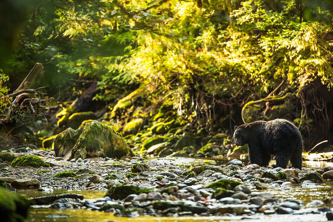 Schwarzbär (Ursus americanus) beim Fischen in einem Bach im Great Bear Rainforest; Hartley Bay, British Columbia, Kanada.