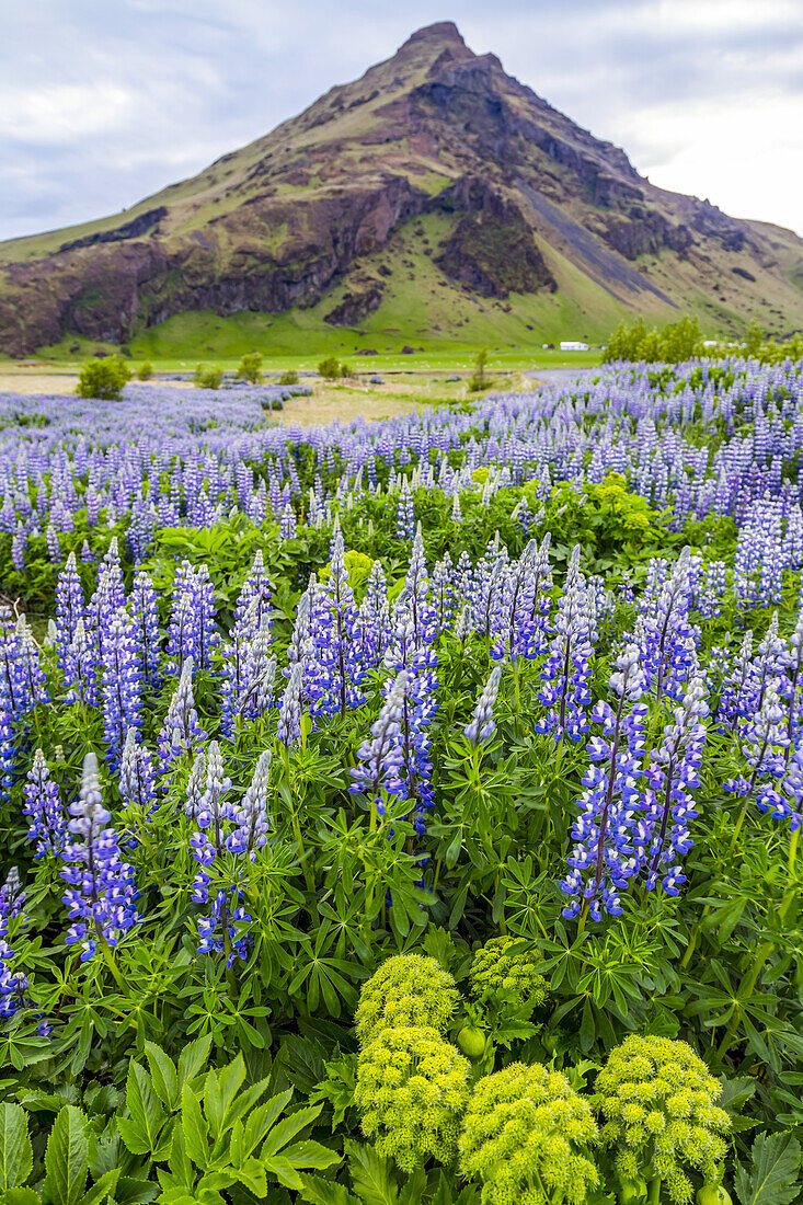 A field of colorful wild lupin flowers in front of a volcanic mountain peak; Iceland