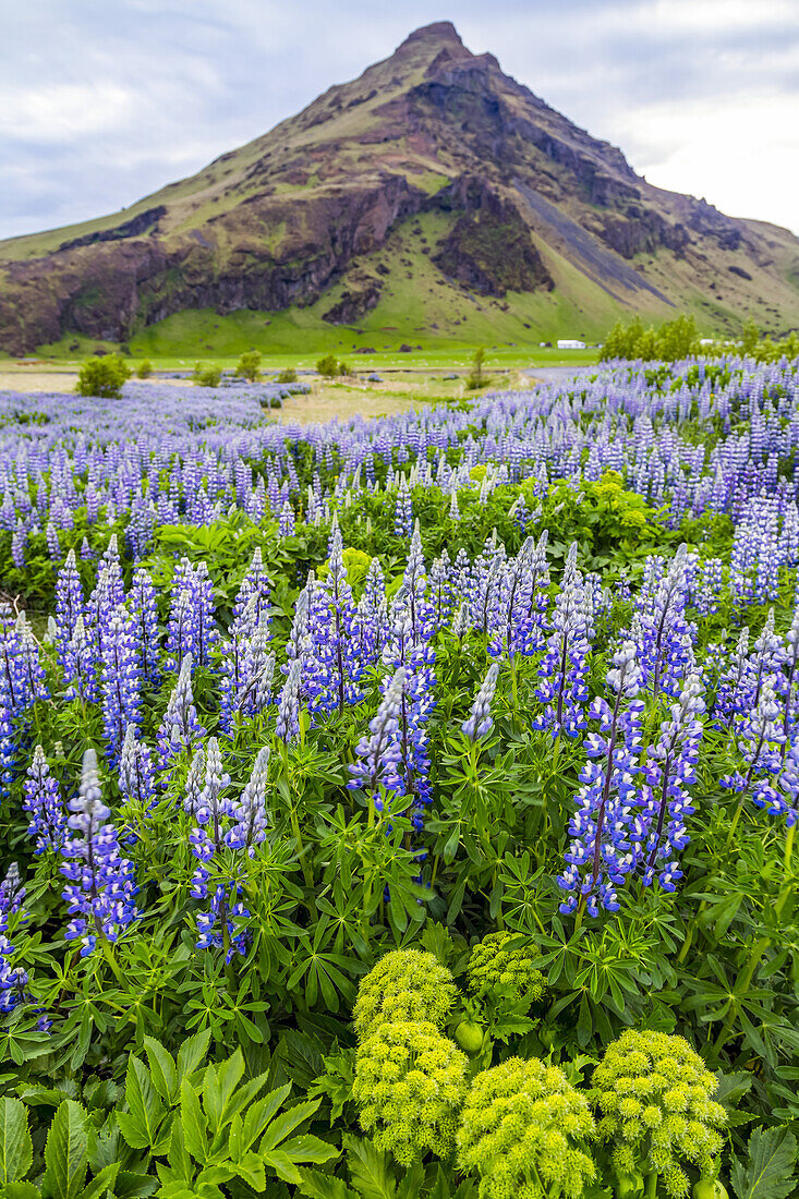 Ein Feld mit bunten wilden Lupinenblüten vor einem vulkanischen Berggipfel; Island