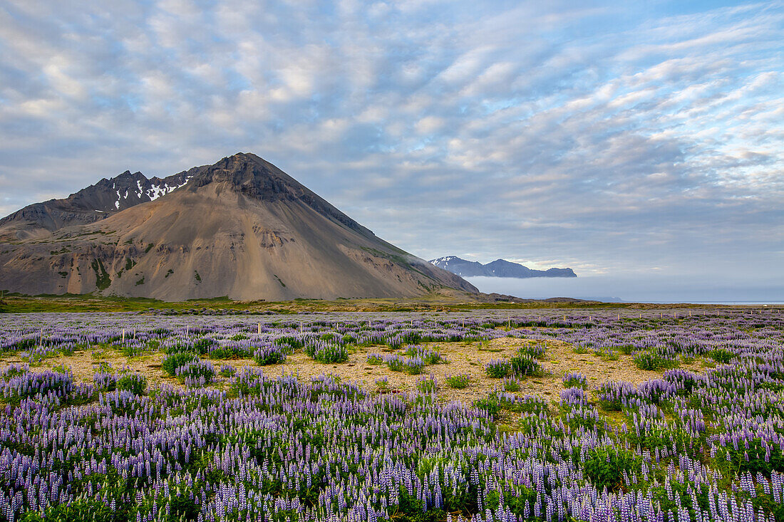 Eine schöne vulkanische Bergszene mit Wolkenfetzen und blauem Himmel wird im späten Abendlicht hinter einem Feld voller Lupinen-Wildblumen akzentuiert; Island